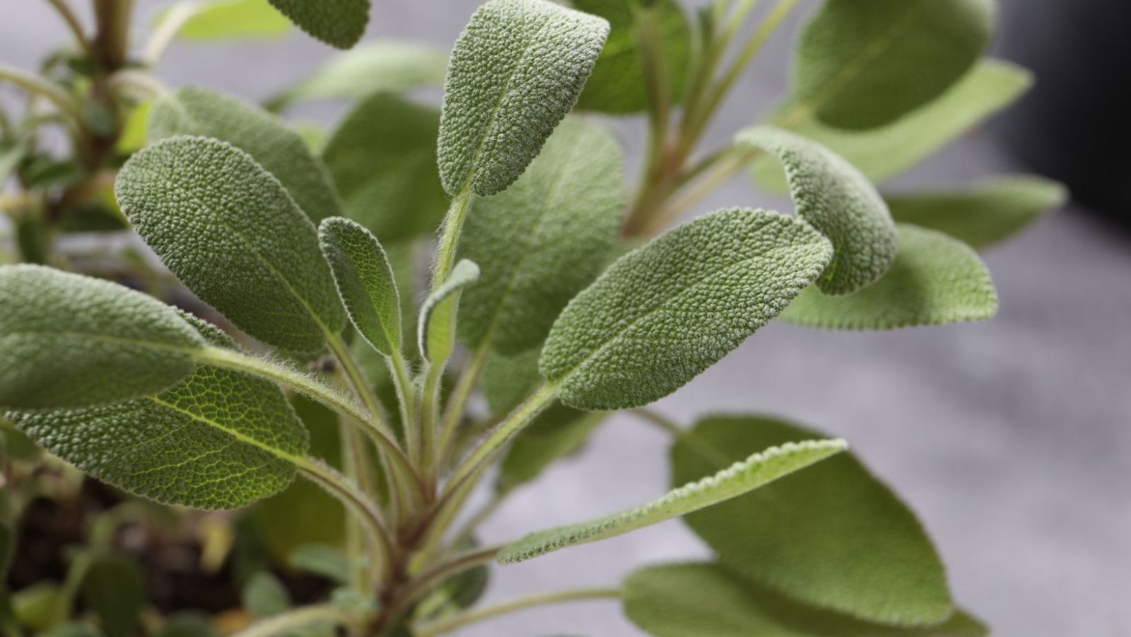 ajoutez-cette-plante-vos-tisanes-pour-soulager-les-bouff-es-de